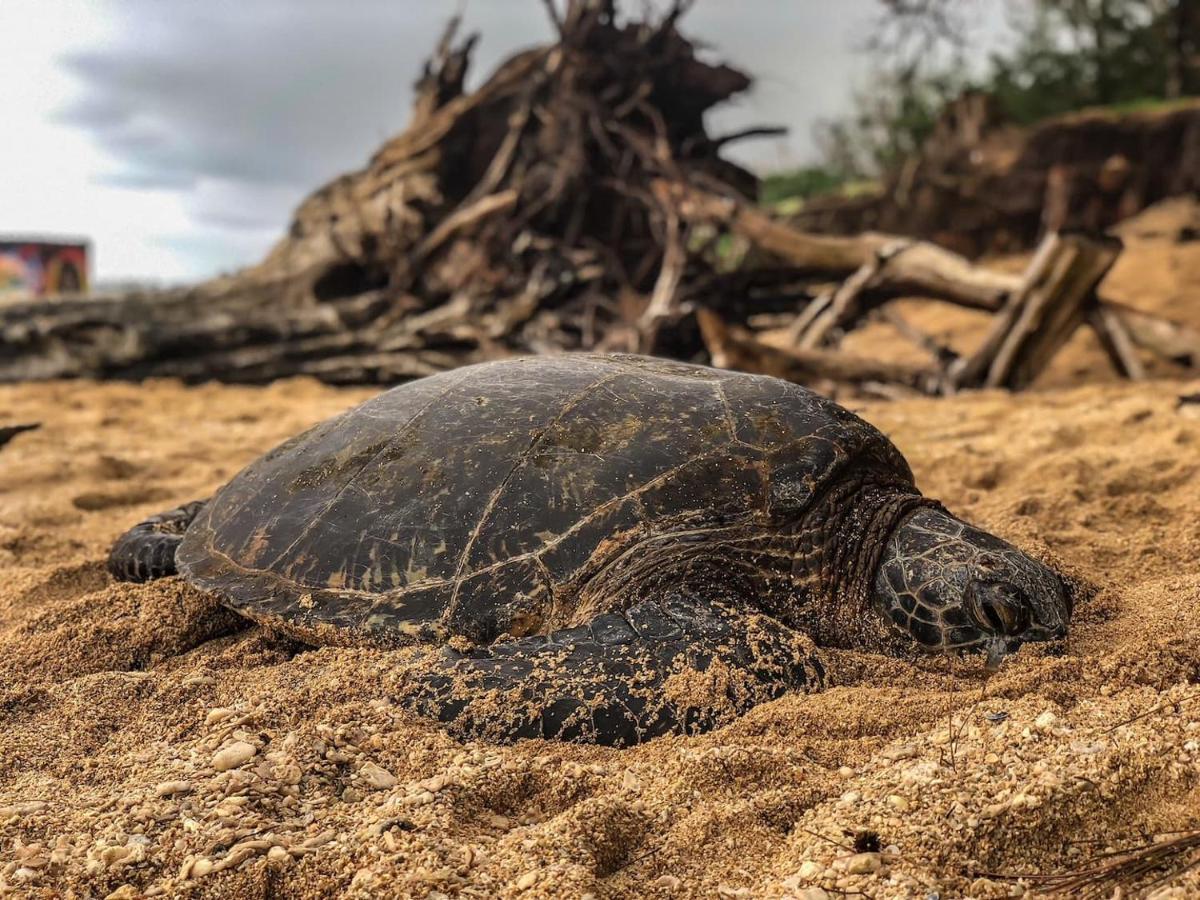 Hale Mai Hopohopo Aparthotel Kahana Bagian luar foto